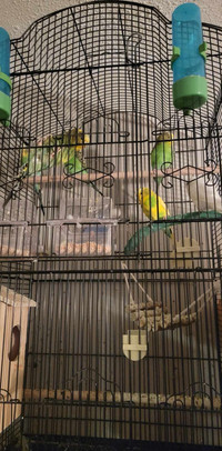 Birds and the cage