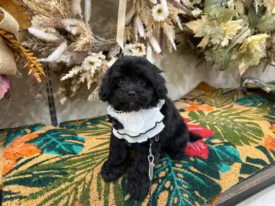 stunning maltipoo puppy fully grown 5-7 pounds, View more