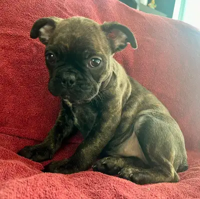 Very Sweet and Adorable Pug Puppies, View more