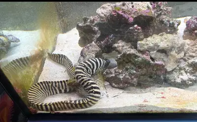 Hello. I am selling the last 3 fish from my reef as I am shutting it down. Will trade for partial ca...