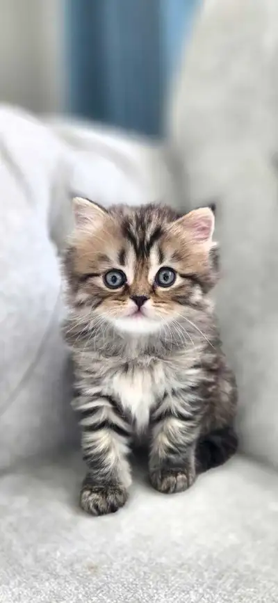 TICA registered, purebred, absolutely gorgeous Scottish Straight and fold kittens. Raised in our hom...