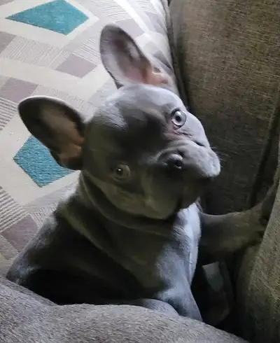 Bouledogues Français, French Bulldog en parfaite santé, View more