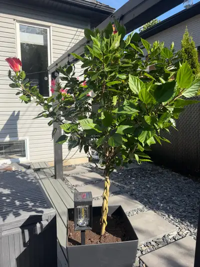 Plante hibiscus tressé avec pot, View more