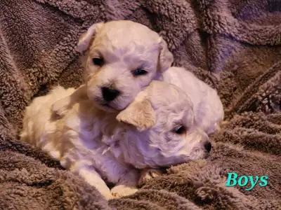 Only ONE Female Two Males AVAILABLE I am delighted to announce the arrival of these adorable Bichon...