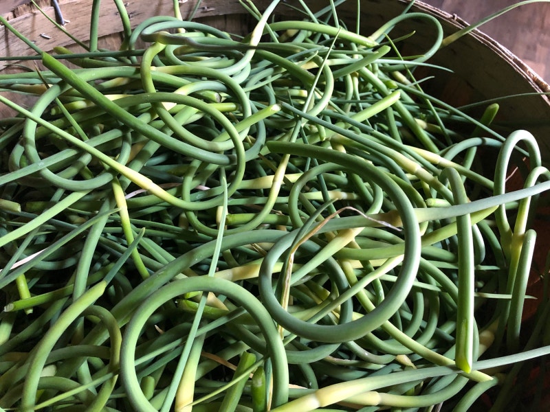 Fresh garlic scapes Other North Bay Kijiji