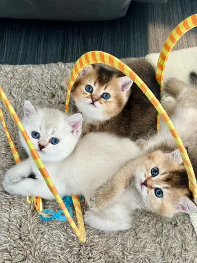 Teddy-Bear British Shorthair Kittens – Ready for loving home, View more