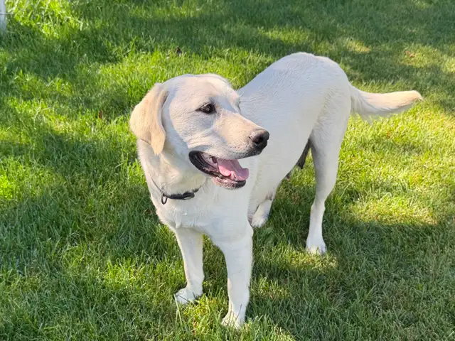 WHITE ENGLISH LAB RETRIEVER PUPPIES READY TO GO | Dogs & Puppies for ...