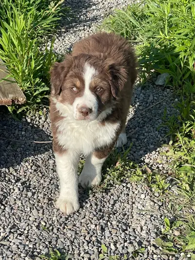 Gorgeous male red tri puppy! Has his first shots, vet checked with his health record. Playful and ha...