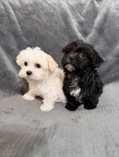 Fluff Balls Ready NOW, View more