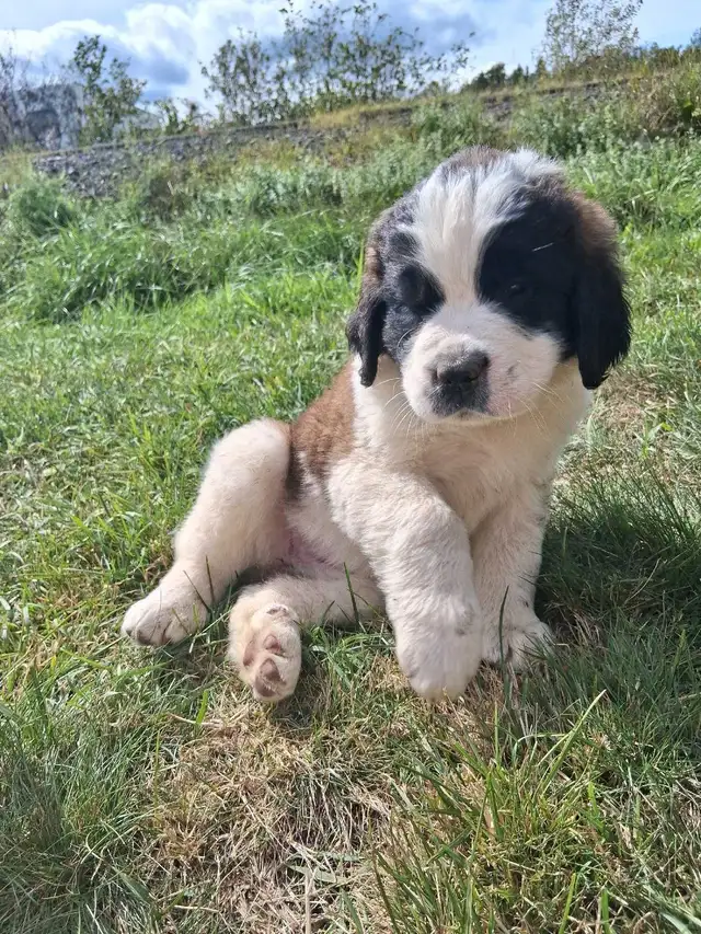 BEAUTIFUL SAINT BERNARD PUPPIES in Dogs & Puppies for Rehoming in Moncton - Image 9