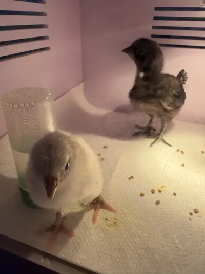 azure zombie and fibro RiR chicks, View more
