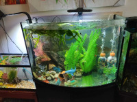 Full freshwater aquarium 