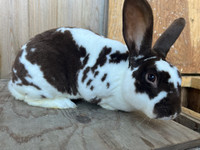 Rex Velvet Broken Spotted Chocolate Brown Male Rabbit