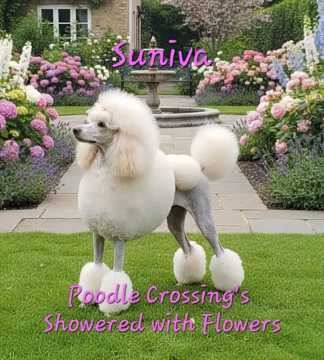 STANDARD POODLE PUPPIES!  CKC REGISTERED in Dogs & Puppies for Rehoming in Vancouver - Image 2