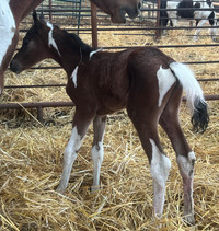 2024 adorable APHA Bay tobiano filly- sale pending