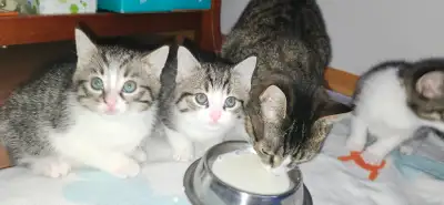 Chatons cherchent ses nouvelles familles, View more