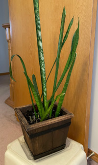 Very Healthy  Indoor/ Outdoor Snake plant with Planter 