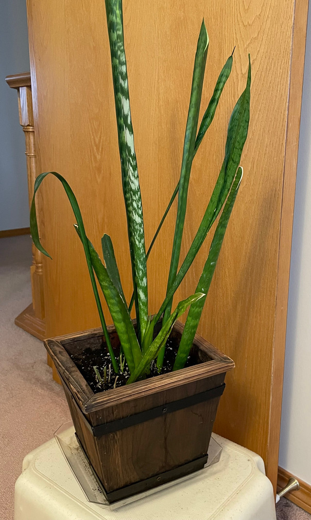 Very Healthy  Indoor/ Outdoor Snake plant with Planter  in Plants, Fertilizer & Soil in Calgary