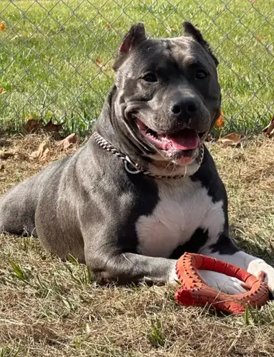 Adopt VIDA!! Sweet Blue Classic UKC Adult - Family Companion, View more