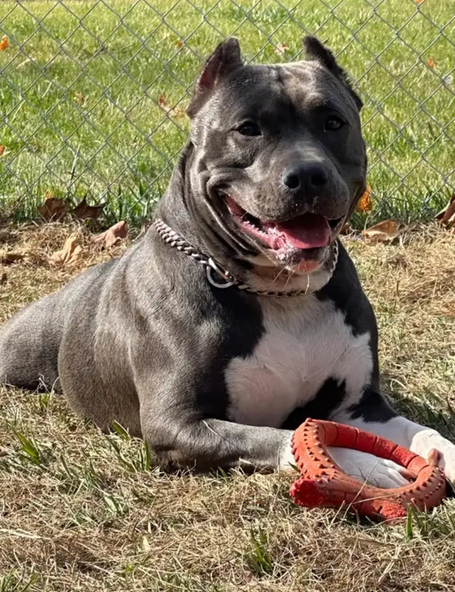 Adopt VIDA!! Sweet Blue Classic UKC Adult - Family Companion in Dogs & Puppies for Rehoming in Mississauga / Peel Region - Image 4