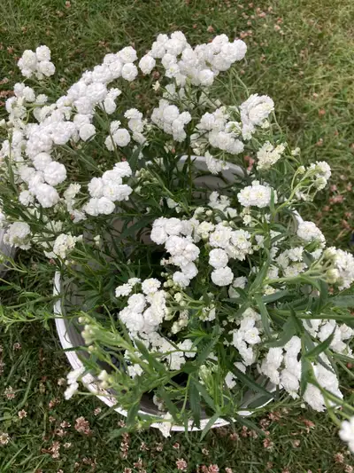 Achillea (White Yarrow) Perennial -$6, View more