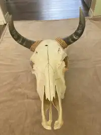 Decorative steer skull