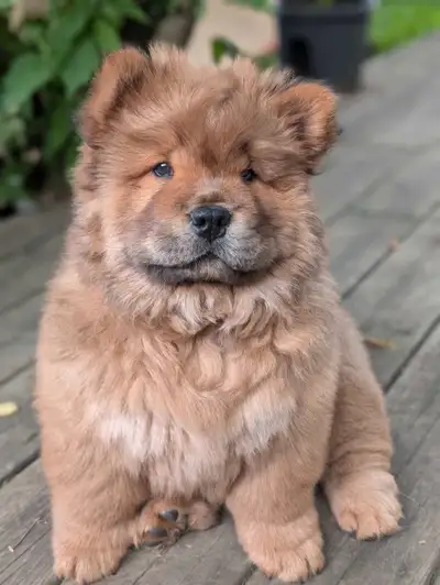 Chow Chow Puppies, View more