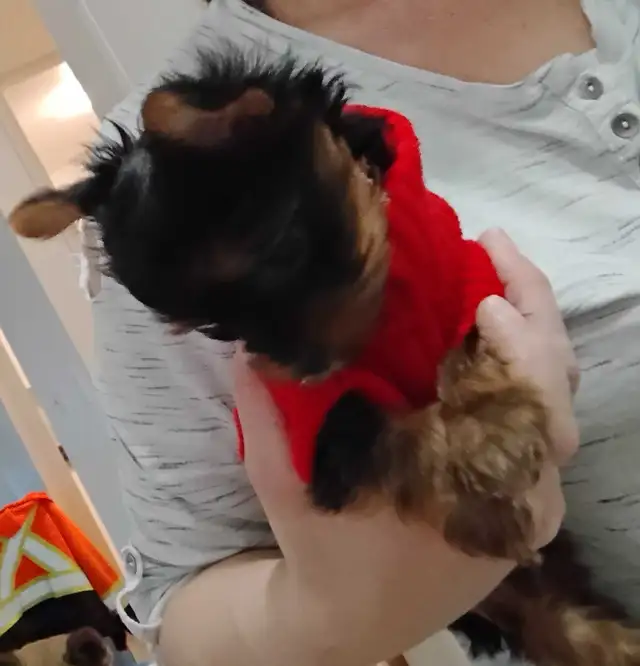Yorkshire Terrier miniatures in Dogs & Puppies for Rehoming in Gatineau - Image 10