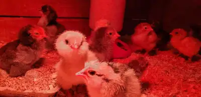 Day Old Chicks Available, View more
