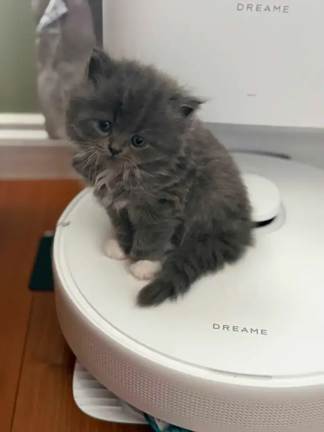Persian ragdoll kittens in Cats & Kittens for Rehoming in Delta/Surrey/Langley - Image 4