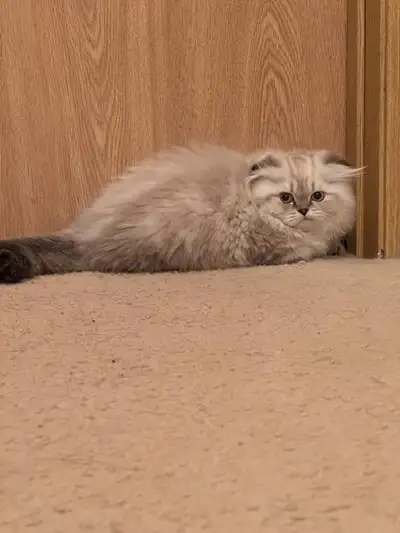 persian x british shorthair kitten, View more