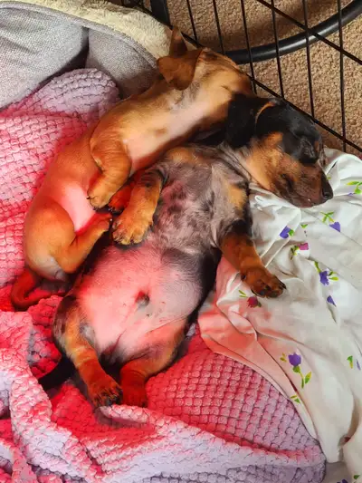 Minature dachshunds!!!, View more