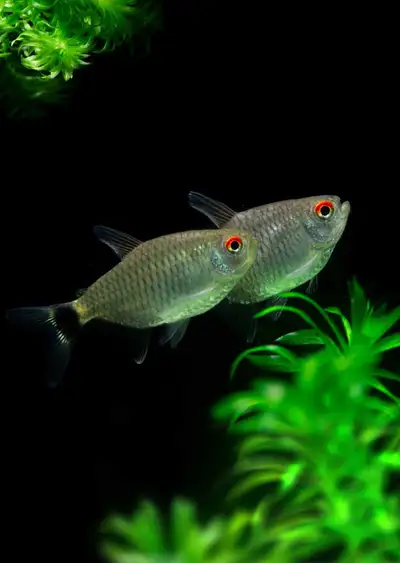 Red eye tetras , View more