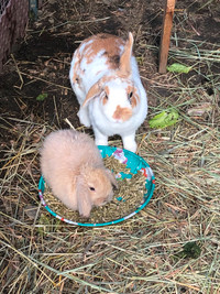 We still have 2 Beautiful baby bunnies