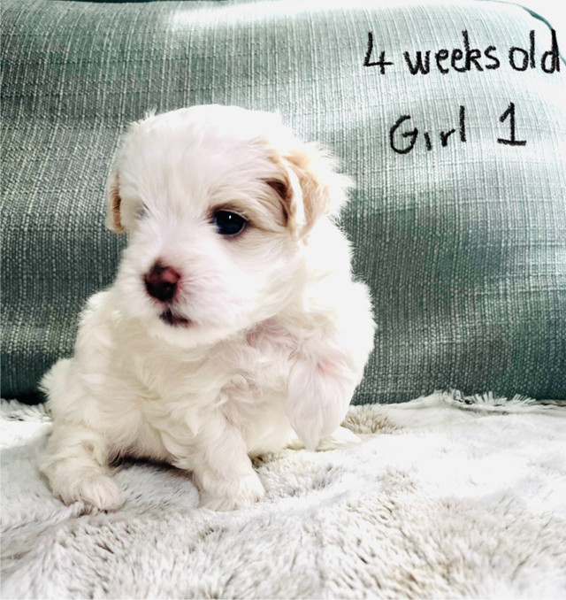 Beautiful Shih Tzu-Poodle/ Maltese-Poodle puppies  in Dogs & Puppies for Rehoming in Calgary - Image 2