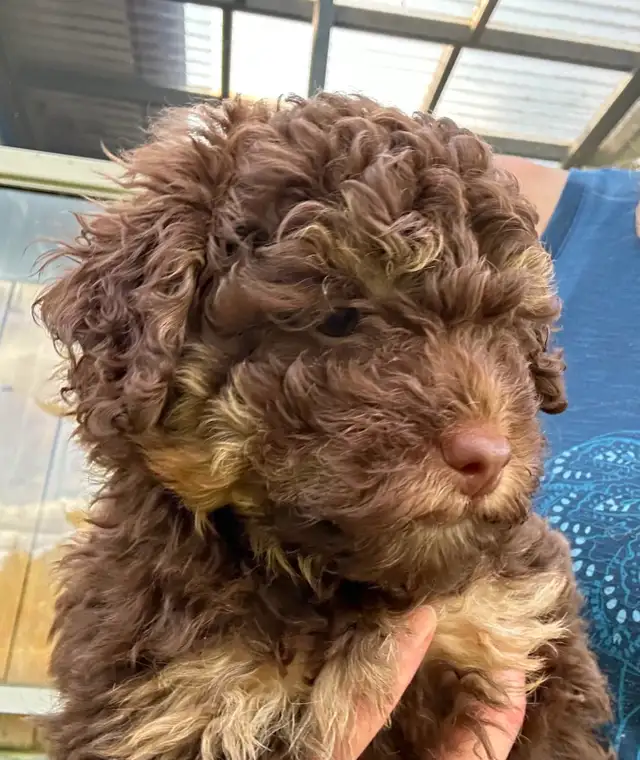 Coton Mix  Pups Rare Merle  - Therapy Dog Potential in Dogs & Puppies for Rehoming in City of Toronto - Image 10