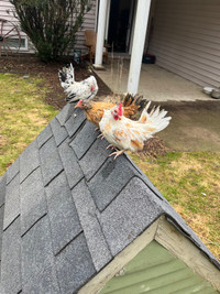2 free roosters  