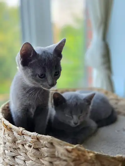Russian Blue Kittens (hypoallergenic) Chatons, View more