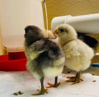 **SALE** Jersey Giant chicks