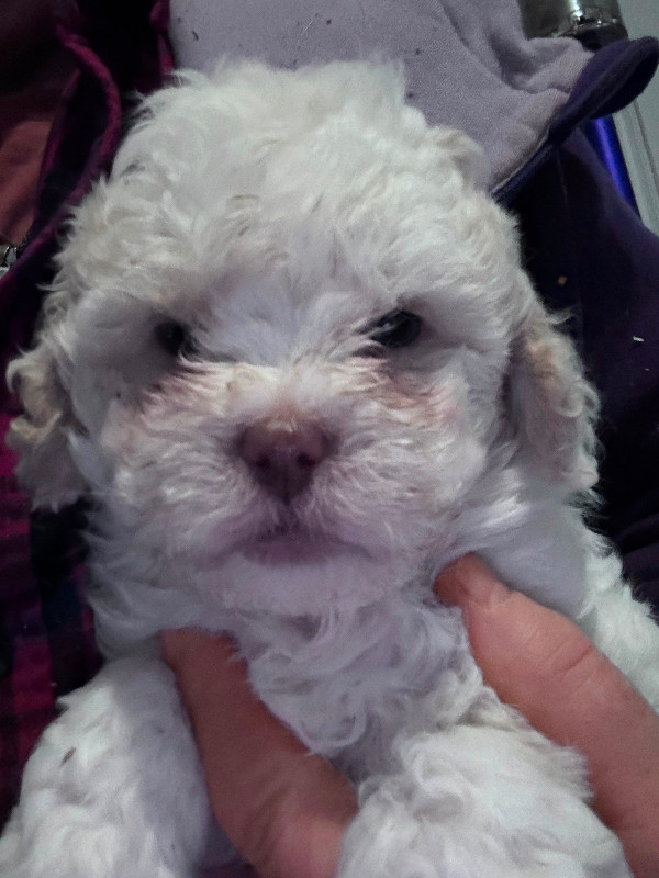 Cockapoo/Shihtzu Puppies For Sale in Dogs & Puppies for Rehoming in Petawawa - Image 2
