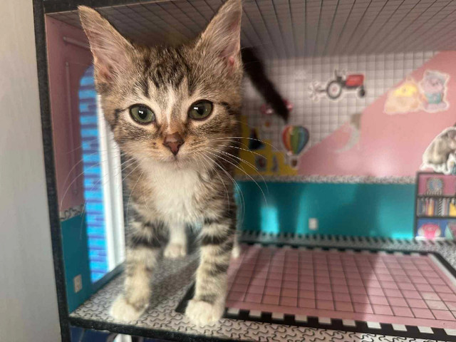 siberian x in Cats & Kittens for Rehoming in Abbotsford