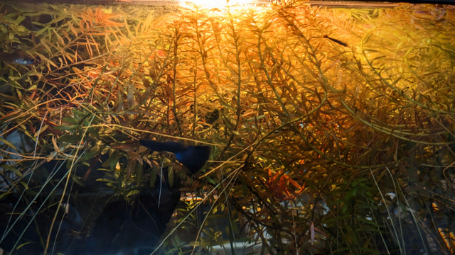 Rare Blue Moscow Guppies in Fish for Rehoming in Vancouver - Image 4