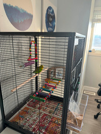 Budgie, with cage, food and accessories. Male.
