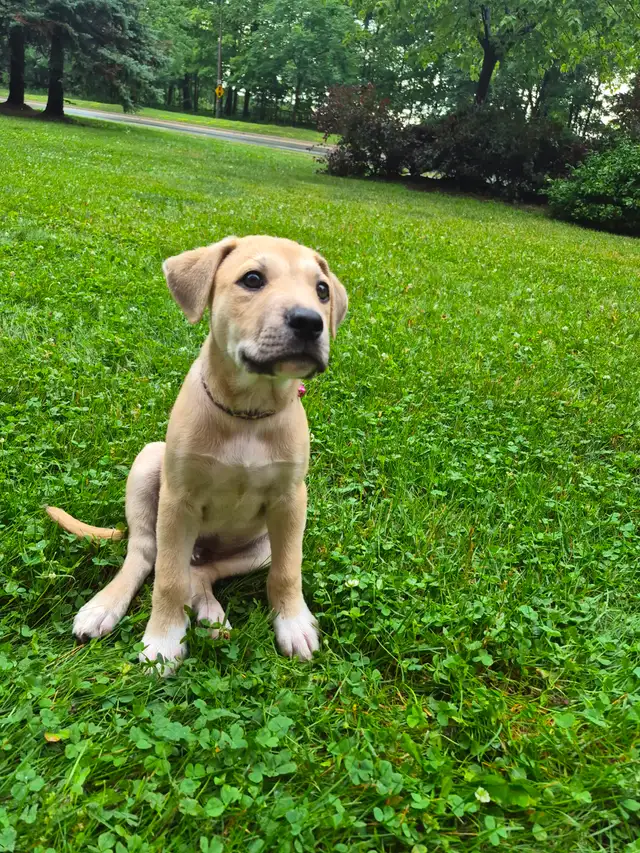 Adorable 9–10 Week Old Male Boxer/Rottweiler Mix Puppy in Dogs & Puppies for Rehoming in Oakville / Halton Region - Image 7