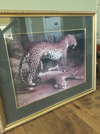 Majestic Leopard Pair - Framed Print