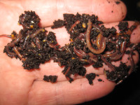 red wiggler composting worms