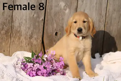 Purebred Golden Retriever Puppies For Sale, View more