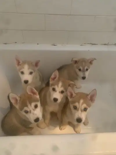 *PRICE DROP* Husky Puppies For Sale!, View more