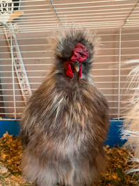 Grey Silky Rooster
