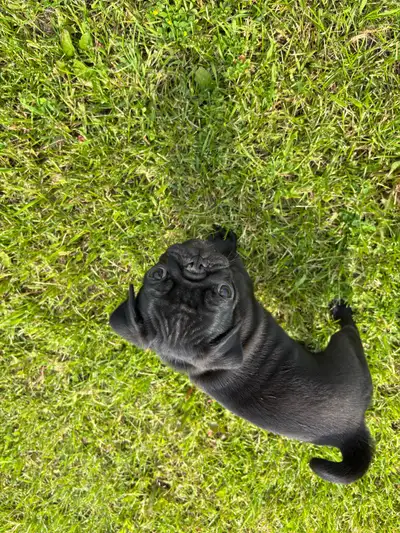Last one of the litter a black female pug puppy. She will come with her first vaccination, vet check...
